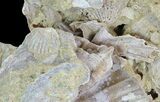Wide Fossil Pectin (Chesapecten) Cluster - Virginia #67740-3